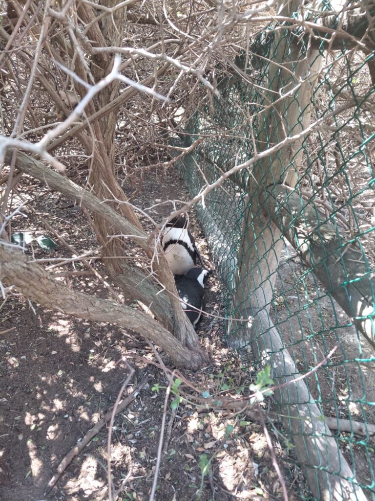 African penguins nesting in the natural brush along the walking trail at Boulders Beach in Simon's Town near Cape Town.